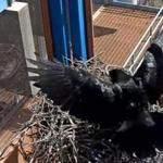 Wellesley College’s Ravencam is broadcasting the family dynamics of the birds at their nest on a fire escape at a campus building.